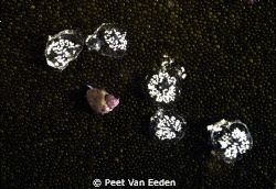 Proud owner of newly laid eggs by Peet Van Eeden 